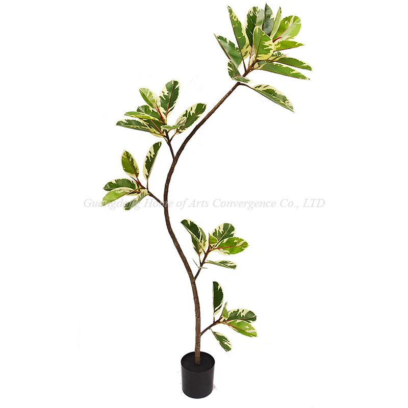 Large Ficus Tineke Tree