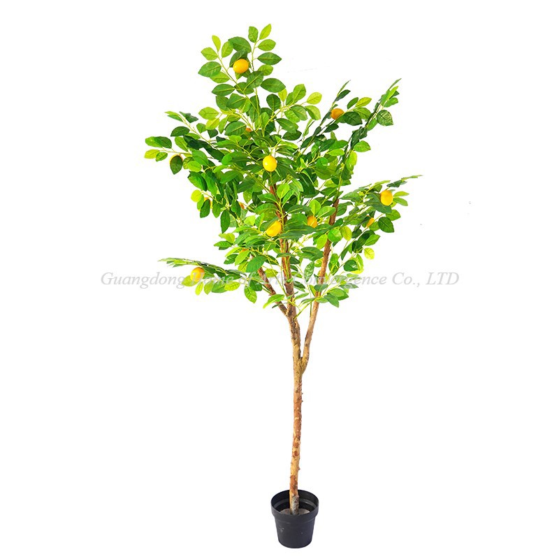 product-800-800