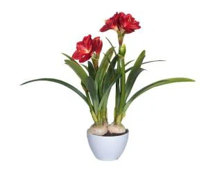 Umělá rostlina Clivia