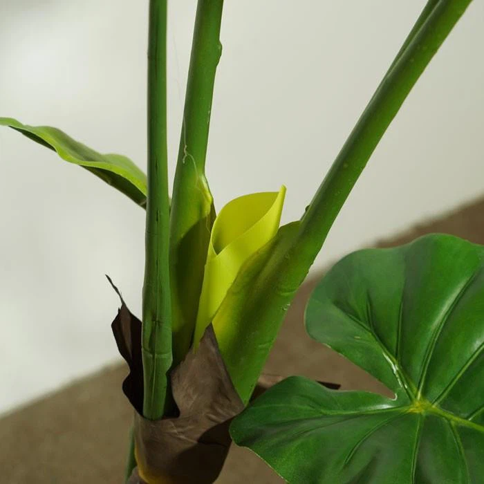 Fake Philodendron