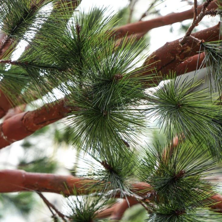 Large Outdoor Fake Pine Trees